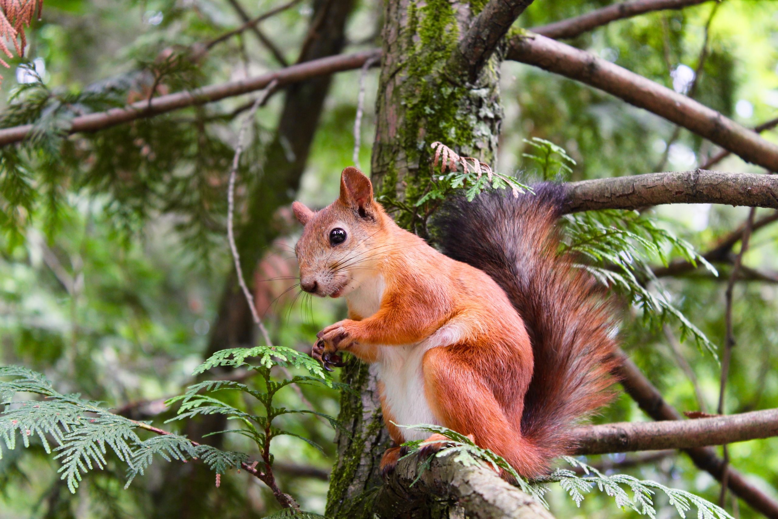 How Microsoft 365 can help with squirrel keeping!